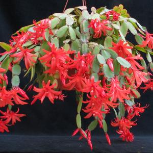 Velikonočni kaktus - Schlumbergera gaertneri