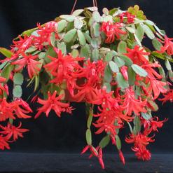 Velikonočni kaktus - Schlumbergera gaertneri