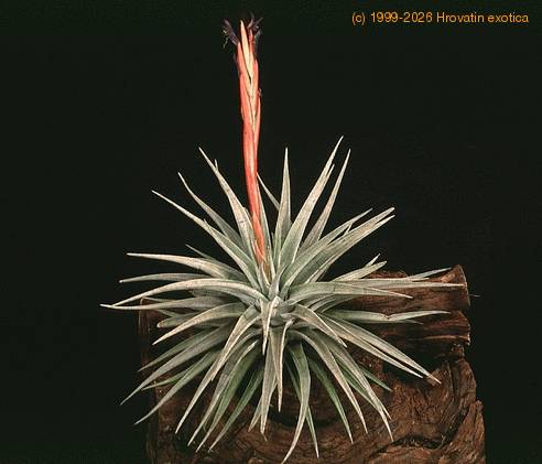 Vriesea espinosae 2861