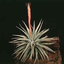 Vriesea espinosae