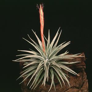 Vriesea espinosae