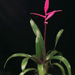 Vriesea hybrid