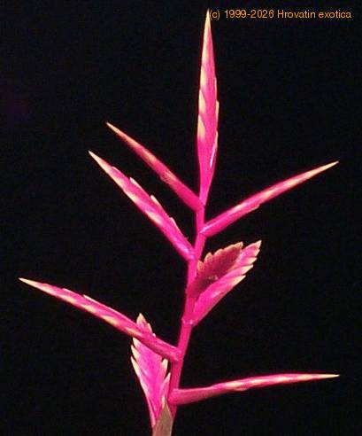 Vriesea hybrid ---Margot- 1