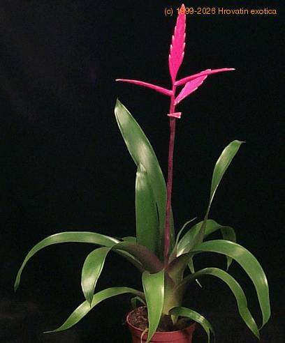 Vriesea hybrid ---Margot- 2