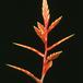 Vriesea species 1994