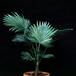 Washingtonia filifera 1736