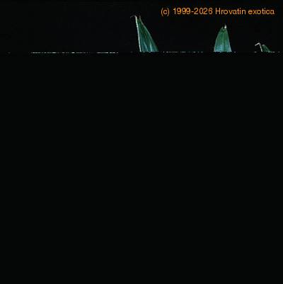 Washingtonia filifera leaf 1738