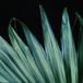 Washingtonia filifera leaf 1738