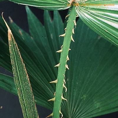 Washingtonia filifera thorn 1737