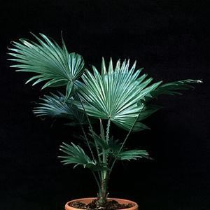 Washingtonia filifera