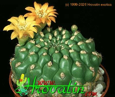 Weingartia brevispina 393