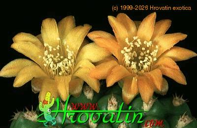 Weingartia brevispina flower 394