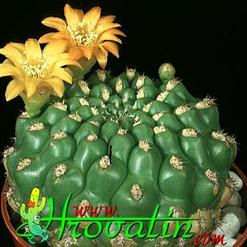 Weingartia brevispina
