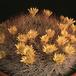 Weingartia mairanana-914