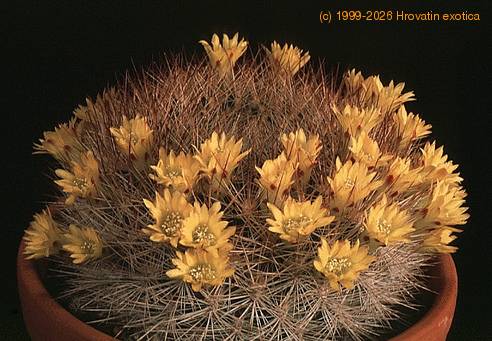 Weingartia mairanana-914