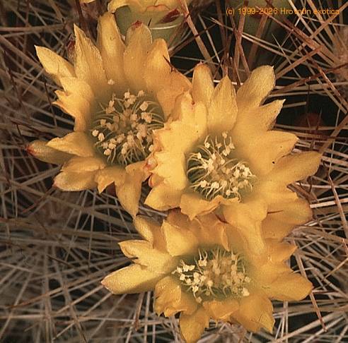 Weingartia mairanana-915