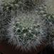 Weingartia neocumingii 2