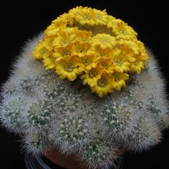 Weingartia neocumingii