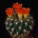 Weingartia neocumingii sucrensis SIb