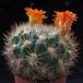 Weingartia neocumungii ssp sucrensis 1