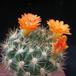 Weingartia neocumungii ssp sucrensis 2