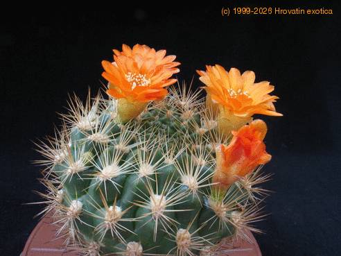 Weingartia neocumungii ssp sucrensis 2