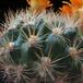 Weingartia neocumungii ssp sucrensis 3