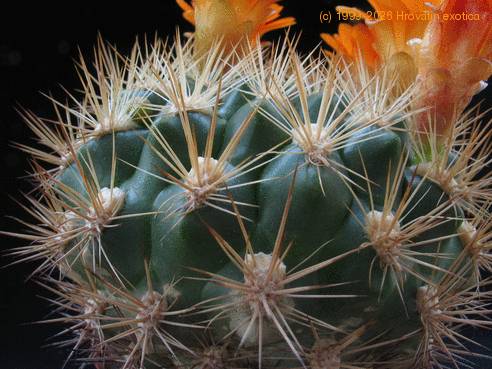 Weingartia neocumungii ssp sucrensis 3