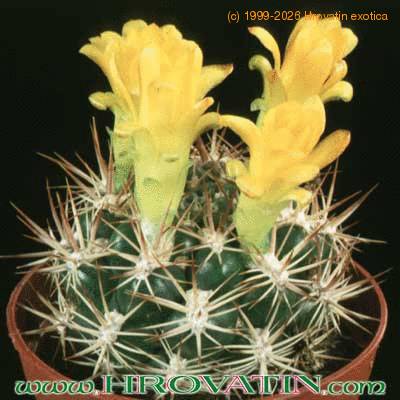 Weingartia pilcomayensis 159