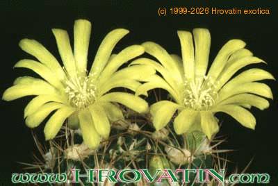 Weingartia pilcomayensis flower 160