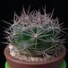 Weingartia pilcomayensis MOP