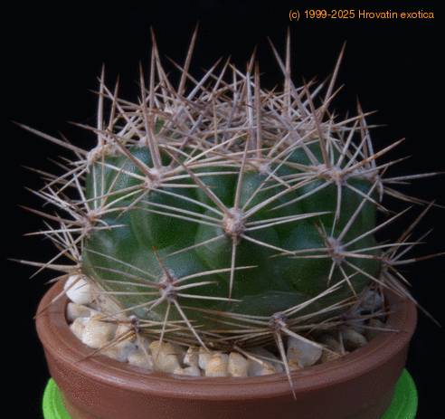 Weingartia pilcomayensis MOP