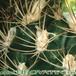Weingartia pilcomayensis thorn 161