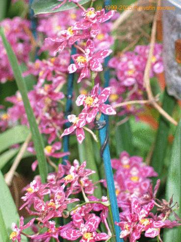 Wilsonara colibri