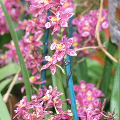 Wilsonara hybrid