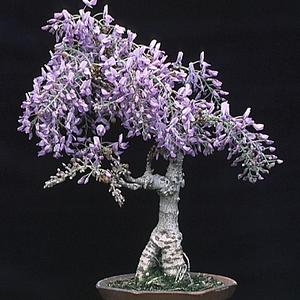 Wisteria sinensis