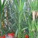 Yuca 1