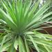 Yucca gloriosa