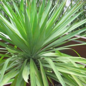 Yucca gloriosa