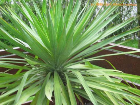 Yucca gloriosa