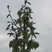 Yucca gloriosa flo