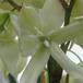 Yucca gloriosa flower