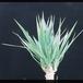 Yucca variegata-3001