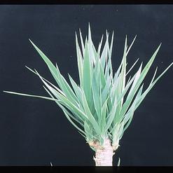 Yucca variegata