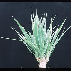 Yucca variegata
