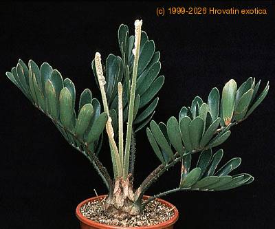 Zamia furfuracea 1674