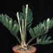 Zamia furfuracea 1674