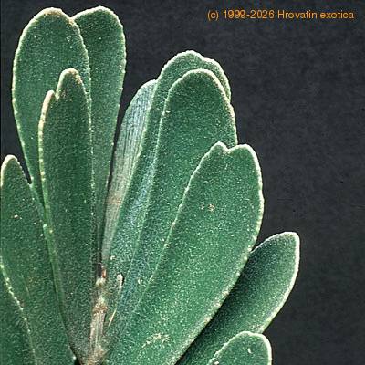 Zamia furfuracea leaf 1675