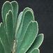 Zamia furfuracea leaf 1675