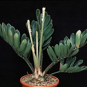 Zamia furfuracea